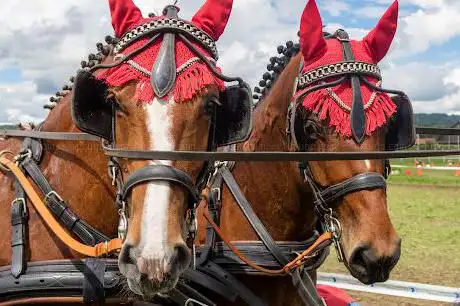 Photo de Reitstall Straub