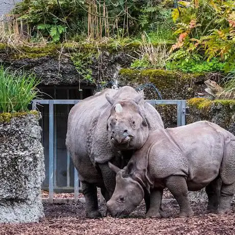Panzernashorn-Anlage