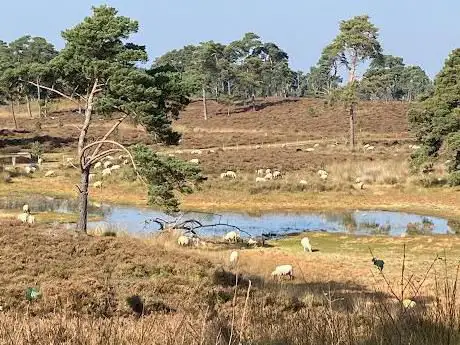 Ossendrechtse Duinen