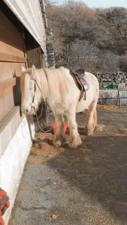 Photo de Porthmadog Activity and Riding Centre