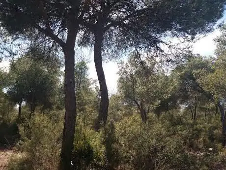 Photo de Paraje Natural Municipal LA MANGUILLA