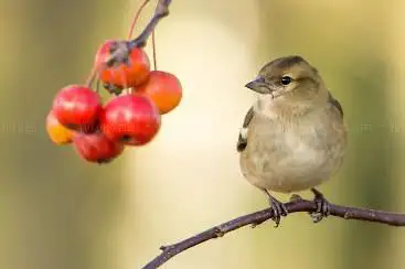 Natur- und Vogelschutzverein Kestenholz