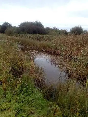 Gwarchodfa natur Morfa Berwig