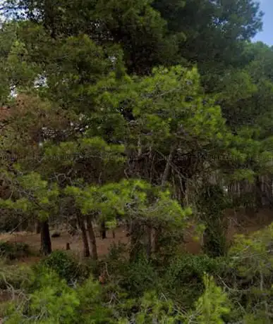 Bosc CamÃ­ Fondo