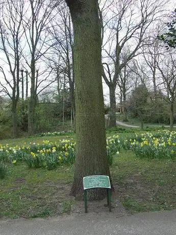 Photo de Coronation Tree