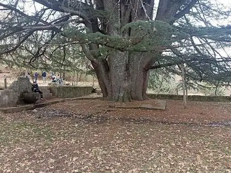 Photo de Cedro de la Francesa