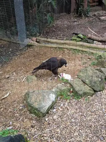 Photo de Bird Safari