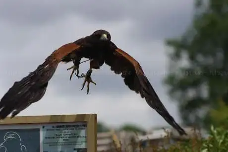 Kingsley Bird & Falconry Centre