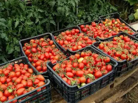 Azienda Agricola Donatella Occhetti - Buttigliera d'Asti