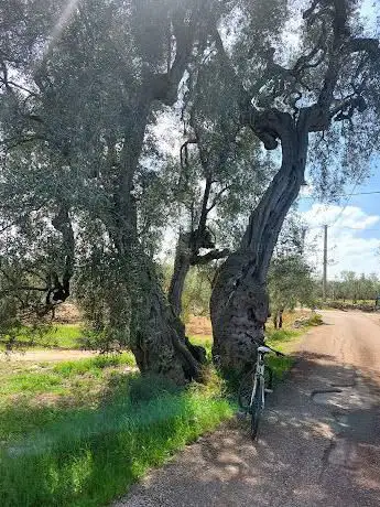 Photo de Ulivo di Antignano