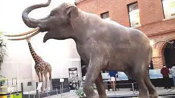 Photo de Muséum de Toulouse
