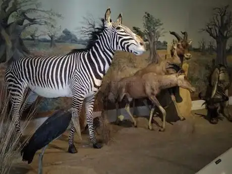 Photo de Muséum d'Histoire Naturelle