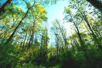 Photo de Forêt de la Laurentière ENS