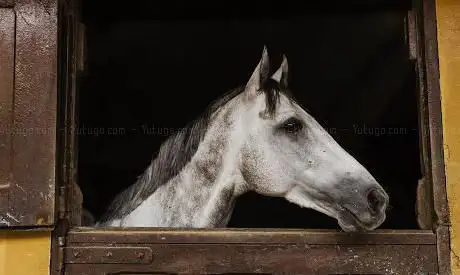 Photo de T E Rumbold Lovely View Stables