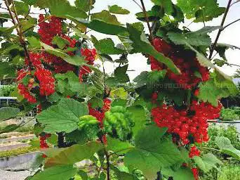 Jardin des Petits Fruits