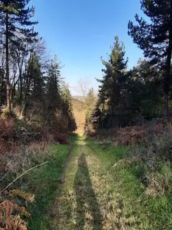 Bovey Down Woods
