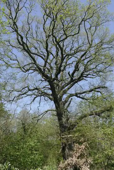 160jährige Eiche