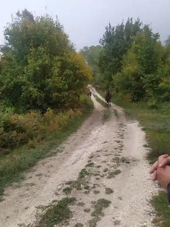 Bosco di Lama bianca