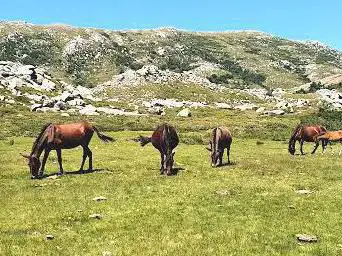 Plateau du Coscionu
