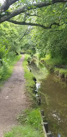 Trees Mill River Walk