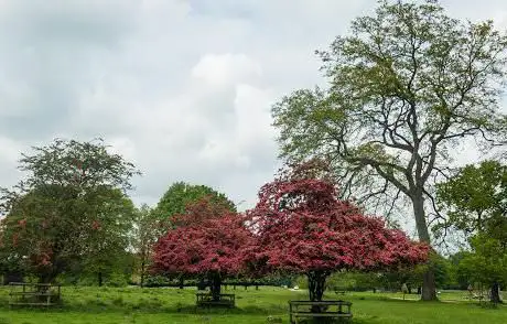 Photo de Tatton Park