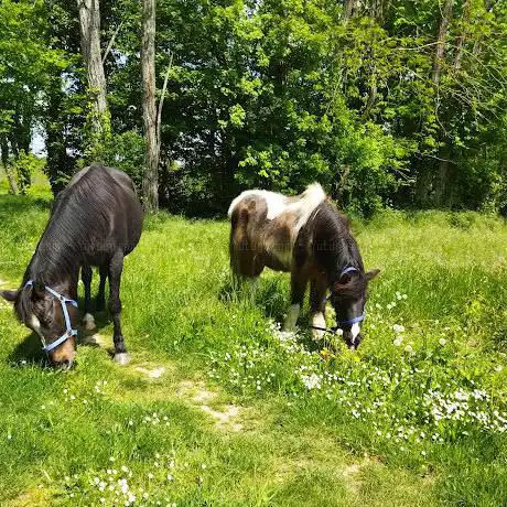 Photo de Ferme d'animation/ pédagogique : Le Petit Pausailleur