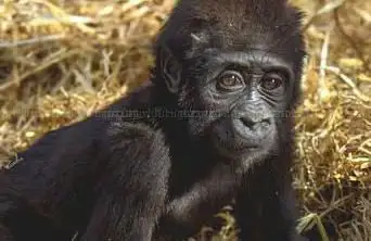 Howletts Wild Animal Park ltd