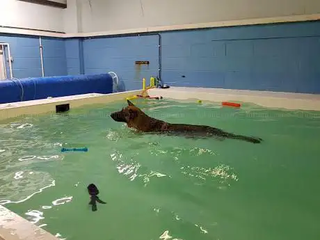Sherwood Canine Fun Fitness And Mobility Swim Centre