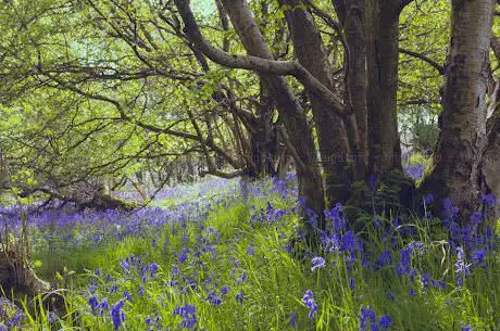 Photo de Bluebell Dell