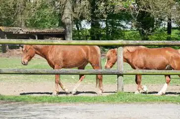Photo de Poney Club Le Liere