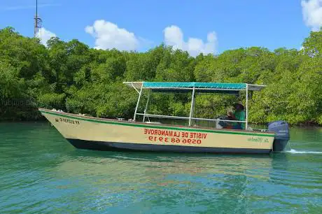 Le Mantou Excursion Mangrove Martinique