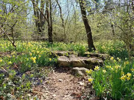Photo de Parc naturel des Jonquilles