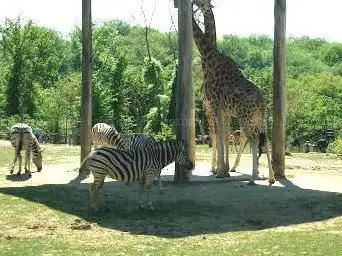 Girafe, Zèbre, Autruche, Cobe (40)