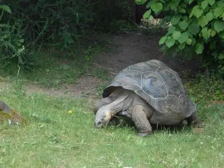 Photo de Galapagos Tortoises