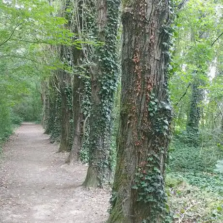 Il Bosco di Fusignano