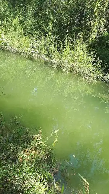 Rivière et forêt de Rustenhart