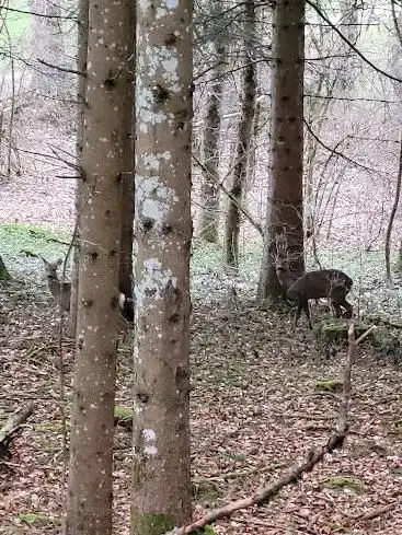 Forêt de la Réserve (Bassins)