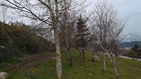 Arboreda do Chans