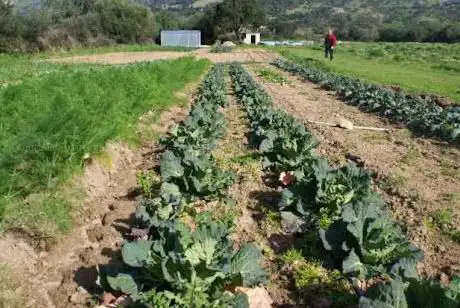 Azienda agricola L'Aglientu