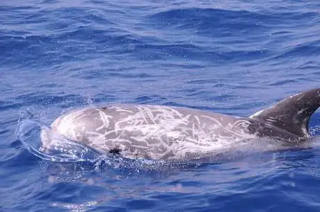 Méditerranée Pêche Découverte