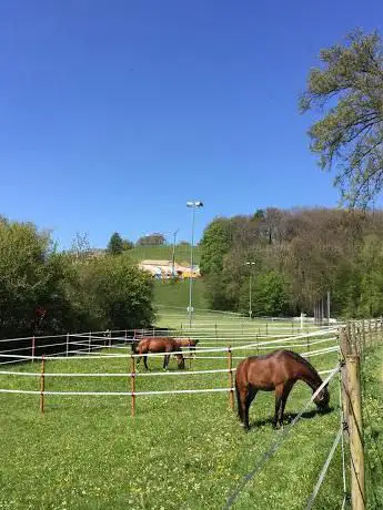Photo de SESA Horses