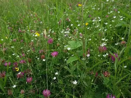 Greenvale Fields