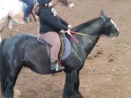 Photo de Seaview Riding School
