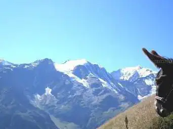 Photo de ânes et mômes