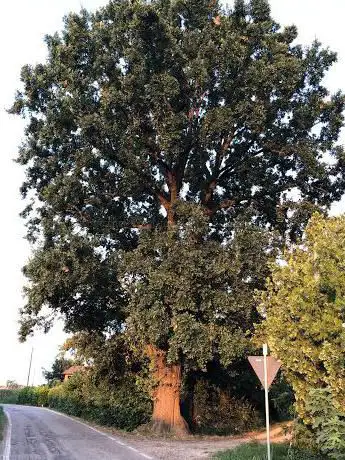 Quercia Monumentale