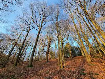 Photo de Cinderhill Wood and Nature Reserve