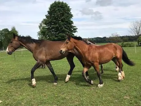 Blue Diamond Ranch