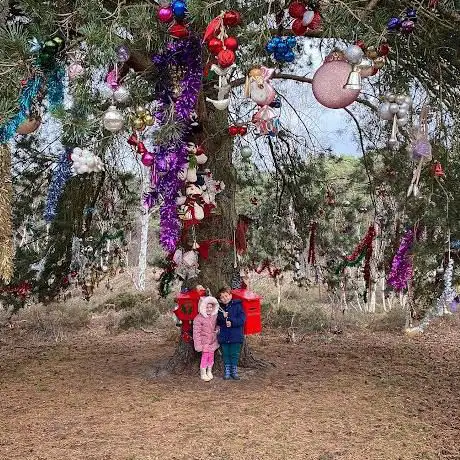 Photo de Ockham Christmas tree