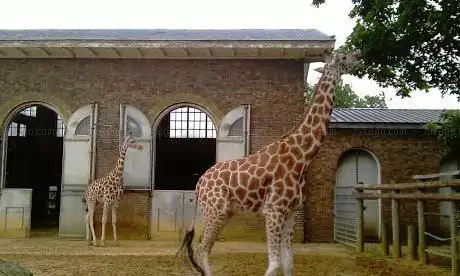 Photo de Zoo de Londres