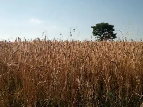 Photo de Campo Sportivo Monvalle